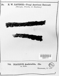 Diatrype azedarachae image